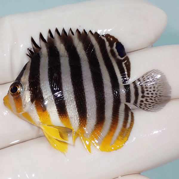 【現物19】シマヤッコ 4.5cm±