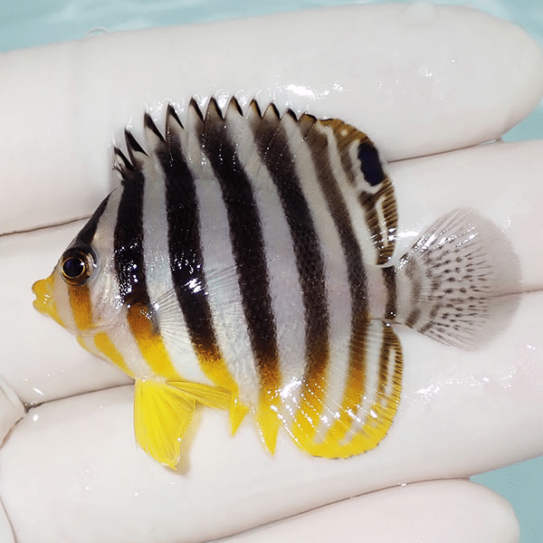 【現物1】シマヤッコ 5cm±