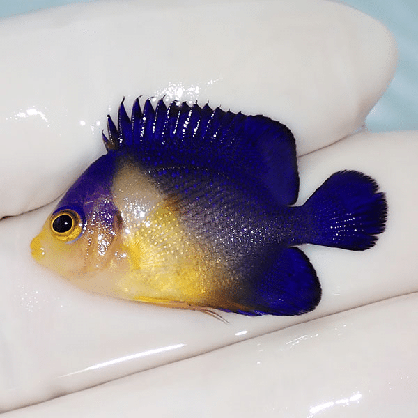 【現物1】スミレヤッコ 3cm±