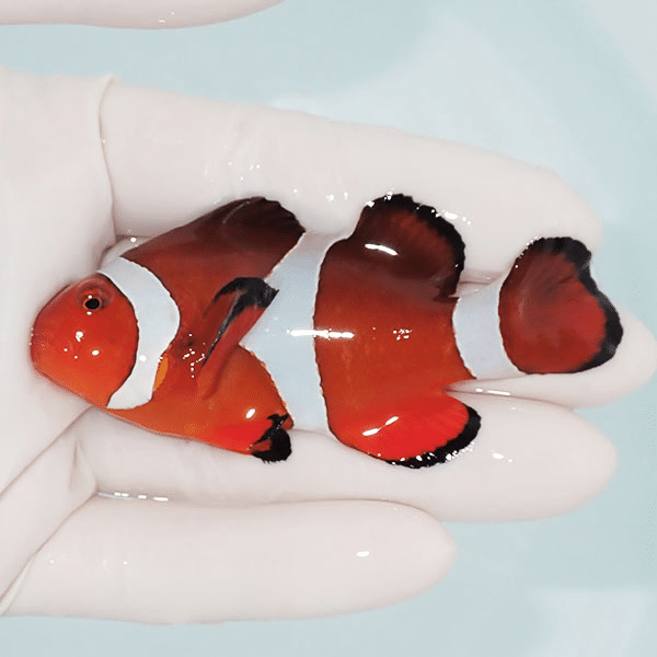【現物1】カクレクマノミbig 8cm±