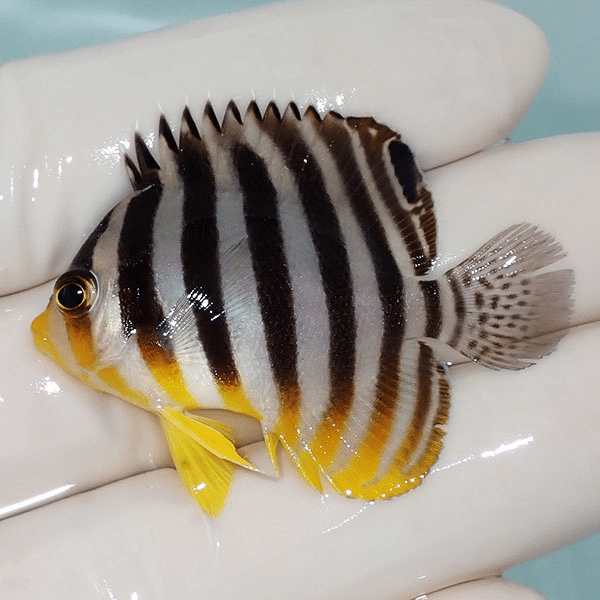 【現物20】シマヤッコ 4.5cm±