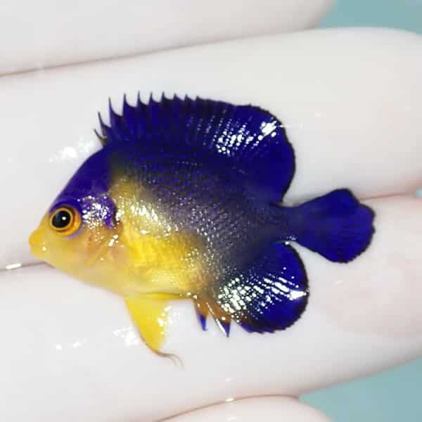【現物20】スミレヤッコ 3.2cm±