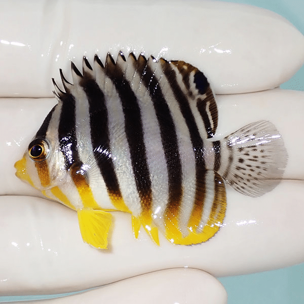 【現物21】シマヤッコ 5cm±