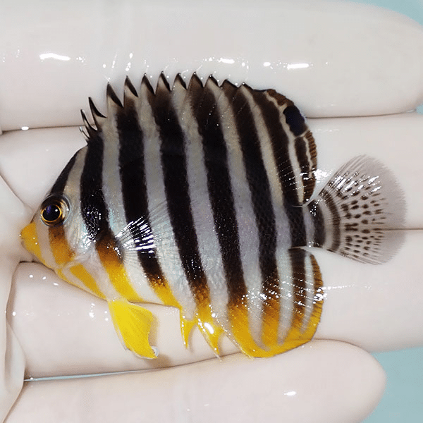 【現物22】シマヤッコ 5.5cm±