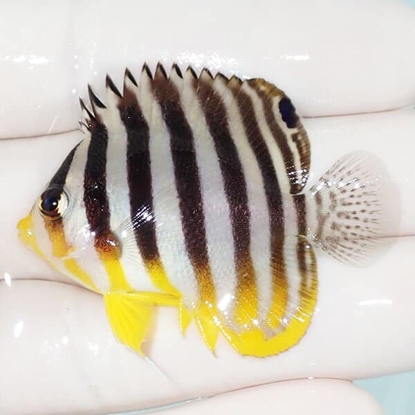 【現物22】シマヤッコ 4.8cm±
