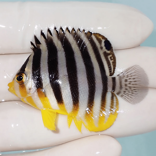 【現物23】シマヤッコ 5cm±
