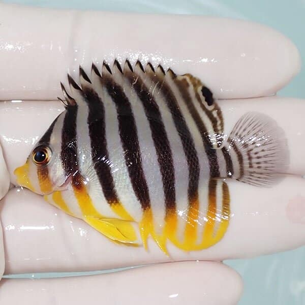 【現物23】シマヤッコ 5.5cm±