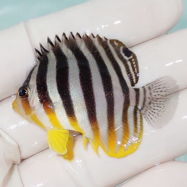 【現物24】シマヤッコ 5cm±