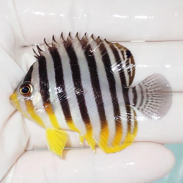 【現物25】シマヤッコ 5.5cm±