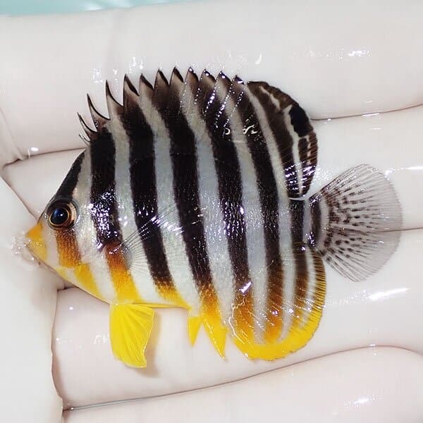 【現物26】シマヤッコ 5cm±