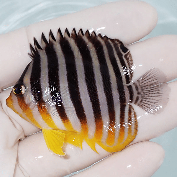 【現物2】シマヤッコ 6cm±