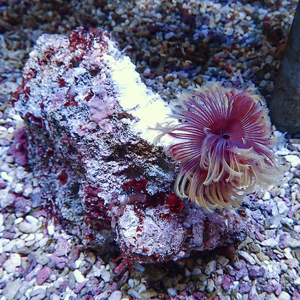 【現物2】ホンケヤリ 14-10cm