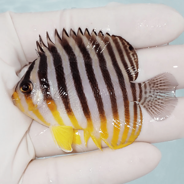 【現物2】シマヤッコ 6.7cm±