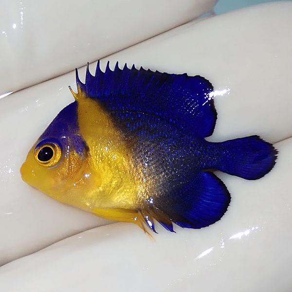 【現物2】スミレヤッコ 2.8cm±