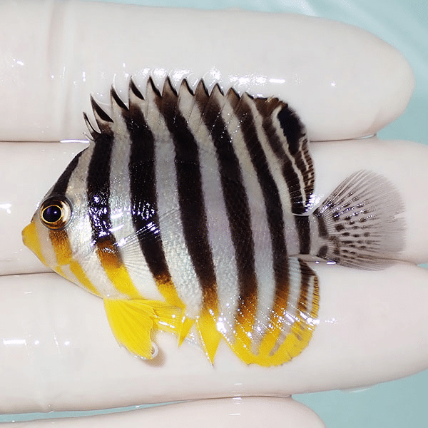 【現物3】シマヤッコ 5cm±