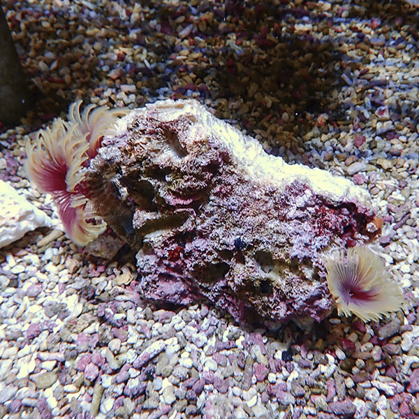 【現物3】2個付き ホンケヤリ 12-9cm