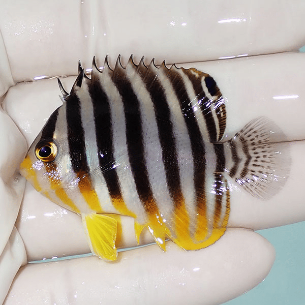 【現物3】背ビレ奇形 シマヤッコ 5.5cm±