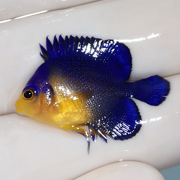 【現物3】スミレヤッコ 3cm±