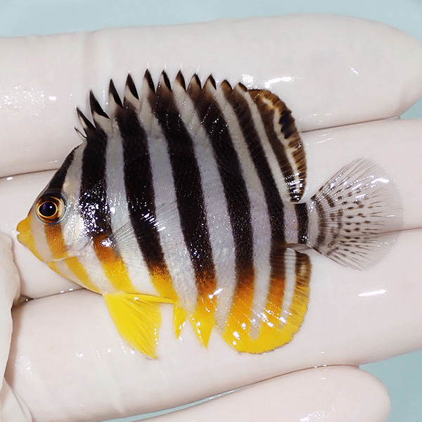 【現物4】シマヤッコ 5.5cm±