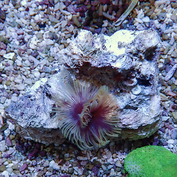 【現物4】ホンケヤリ 10-9cm