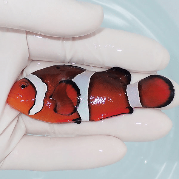 【現物4】カクレクマノミbig 7.5cm