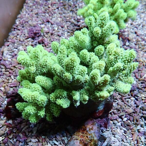 【サンゴ現物4】トサカ.sp 12-13cm 沖縄産