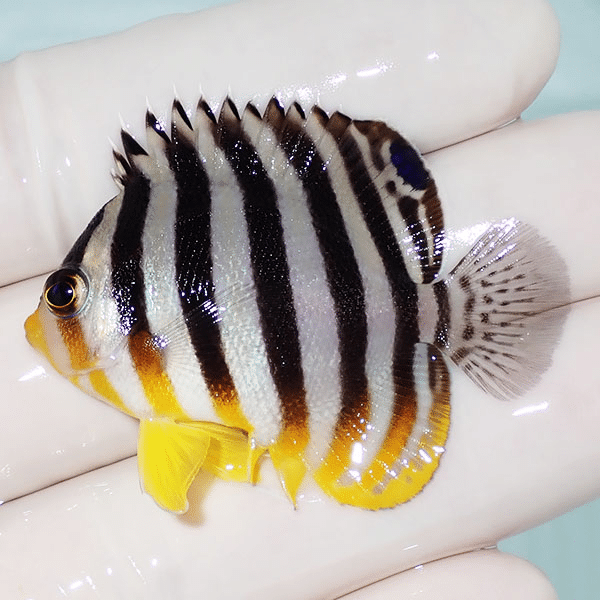 【現物5】シマヤッコ 4.5cm±