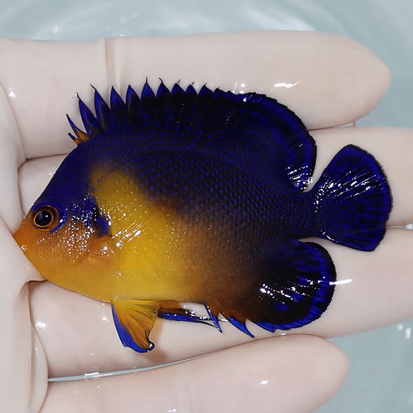 【現物5】スミレヤッコ 6.5cm±