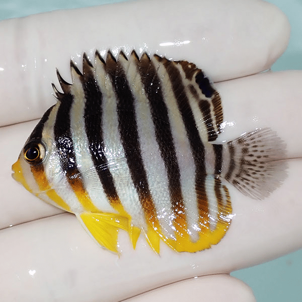 【現物6】シマヤッコ 5cm±