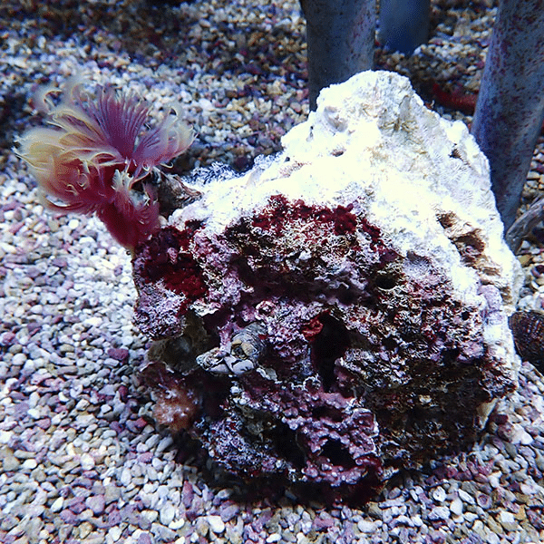 【現物4】ホンケヤリ 14-14cm