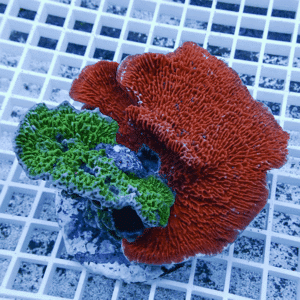 Red coral with a green coral attached, resting on a white plastic grid (aquarium/reef tank context).