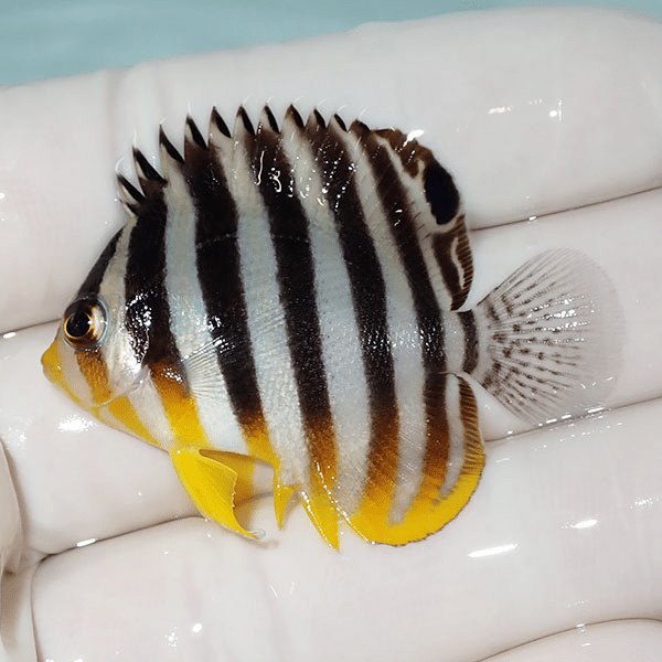 【現物7】シマヤッコ 4.5cm±
