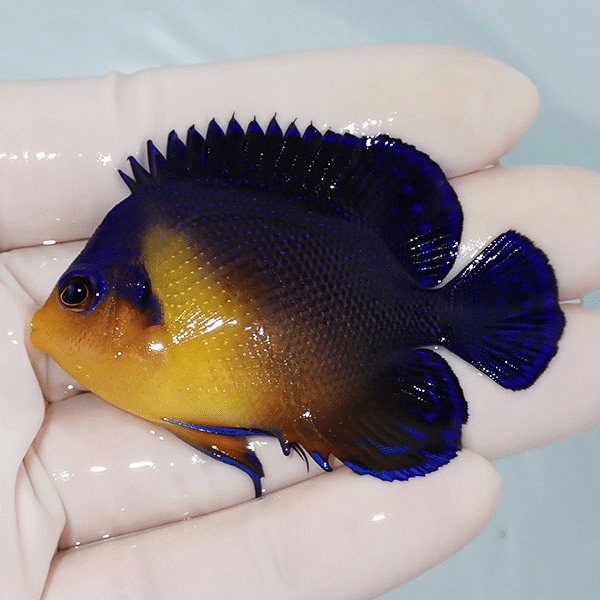 【現物7】スミレヤッコ 6.3cm±