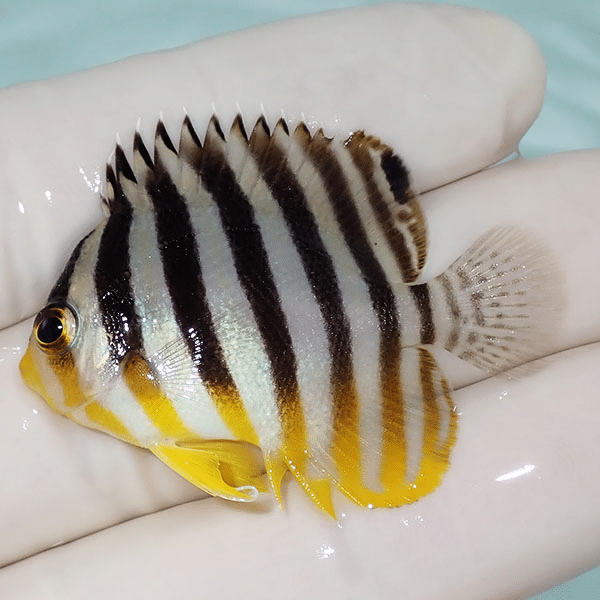 【現物8】シマヤッコ 4cm±