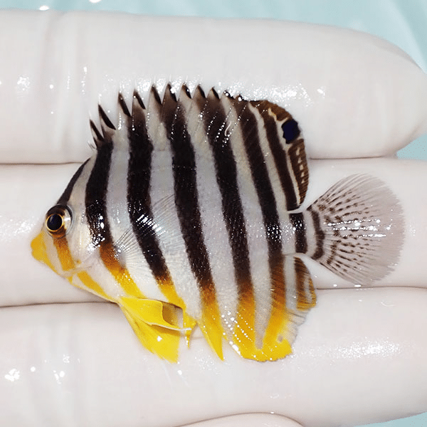 【現物8】シマヤッコ 4.5cm±