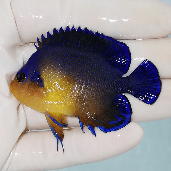 【現物8】スミレヤッコ 6.5cm±