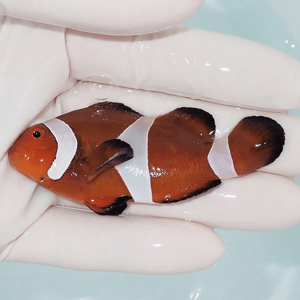 【現物8】カクレクマノミbig 7.5cm±