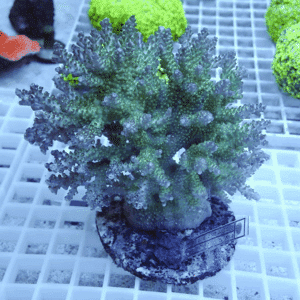 Bright green-blue branching coral frag mounted on rock, displayed on a white grid shelf in a shop.