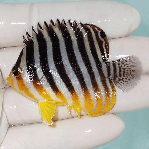 【現物9】シマヤッコ 6cm±