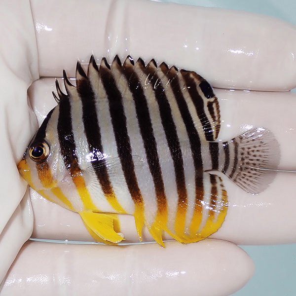 【現物9】シマヤッコ 6.5cm±