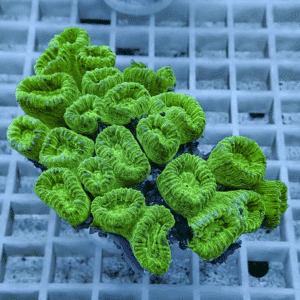 Bright green zoanthid coral colony with ruffled cup-shaped polyps on a rock, on a grid frag rack.
