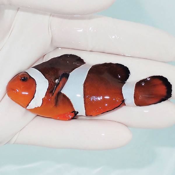 【現物9】カクレクマノミbig 9cm±