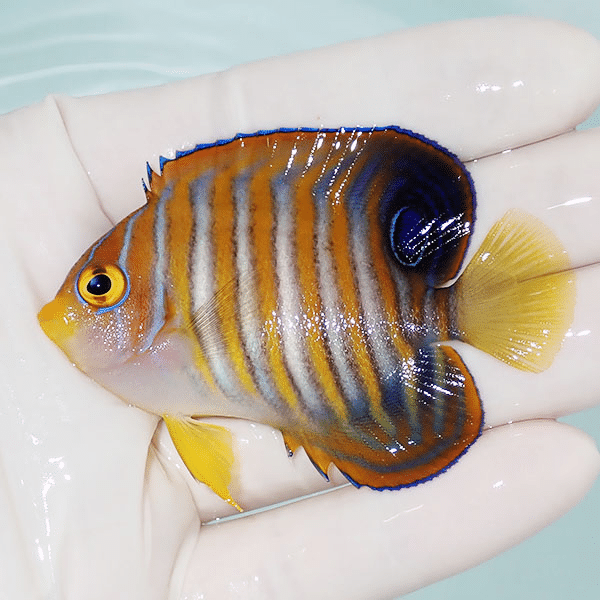 【現物1】ニシキヤッコ 7cm±