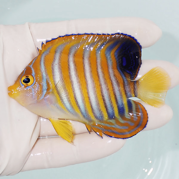 【現物1】ニシキヤッコ 8.5cm±