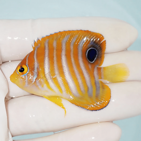 【現物1】ニシキヤッコ 5.5cm±