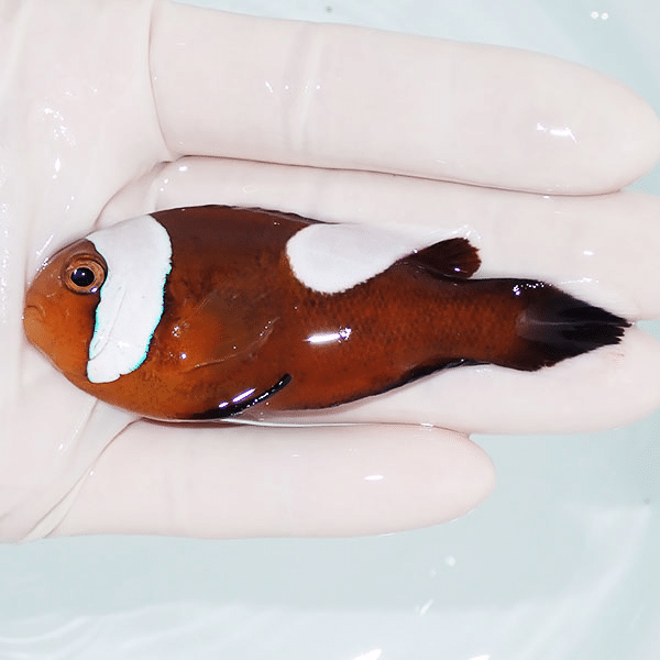 【現物1】トウアカクマノミ 8.5cm±