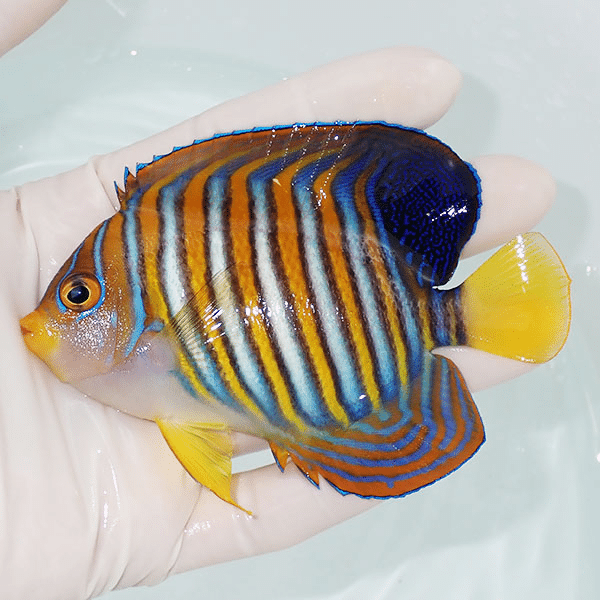 【現物2】ニシキヤッコ 10.5cm±