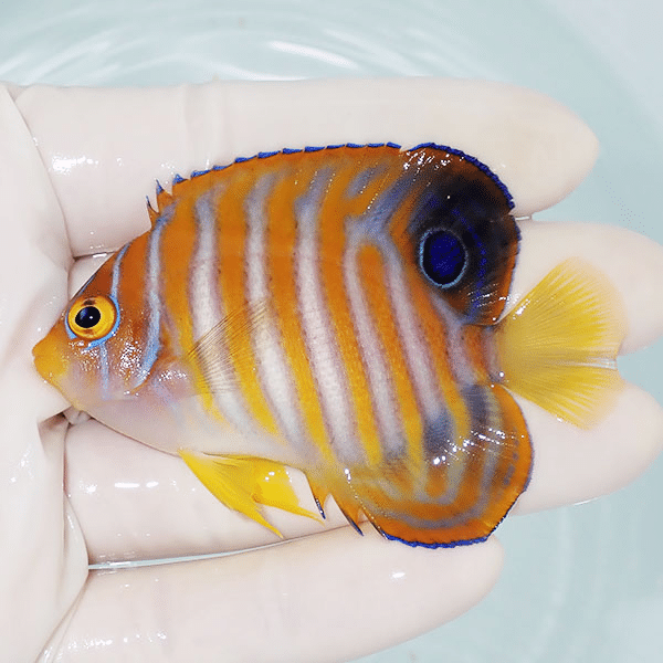 【現物2】ニシキヤッコ 7cm±