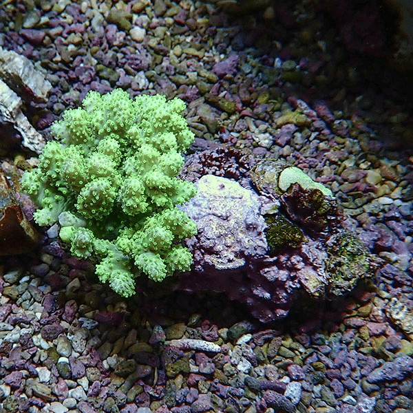 【サンゴ現物3】トサカ.sp 5-7cm 沖縄産