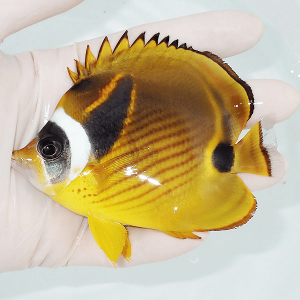 【現物】チョウハン 10cm±